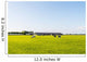 Grazing Cows Flat Pasture Wall Decal
