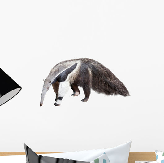 Giant Anteater