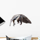 Giant Anteater