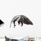 Giant Anteater