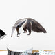 Giant Anteater