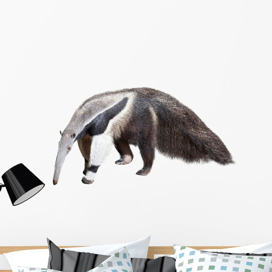 Giant Anteater