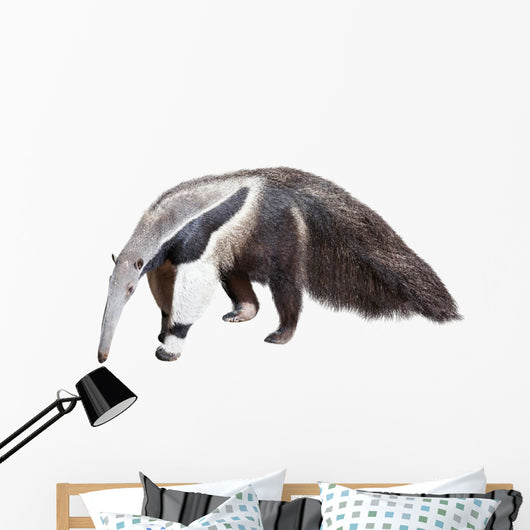 Giant Anteater