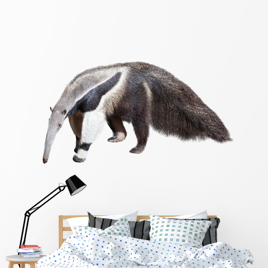 Giant Anteater