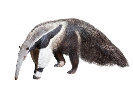 Giant Anteater