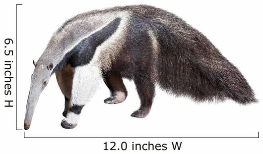 Giant Anteater