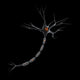 Neuron Wall Decal