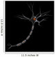 Neuron Wall Decal