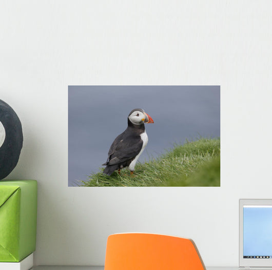 Puffin Fratercula Arctica Wall Decal