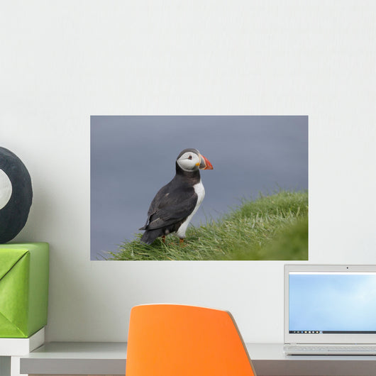 Puffin Fratercula Arctica Wall Decal