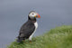 Puffin Fratercula Arctica Wall Decal