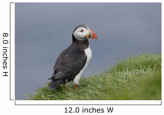 Puffin Fratercula Arctica Wall Decal
