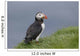 Puffin Fratercula Arctica Wall Decal