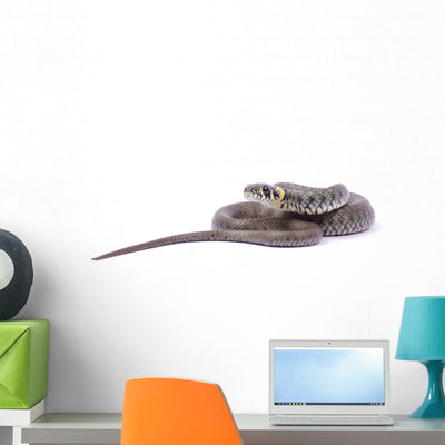Snake Wall Decal shown on a wall