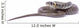 snake Wall Decal