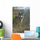 Gray Wolf Wall Mural