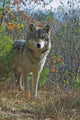 Gray Wolf Wall Mural