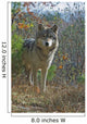 Gray Wolf Wall Mural