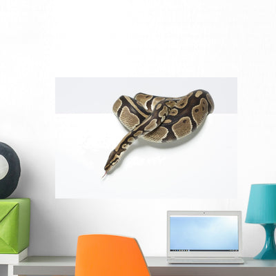 Ball Python Studio Wall Decal shown on a wall