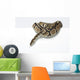 Ball Python in the Studio Wall Decal