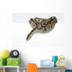Ball Python in the Studio Wall Decal
