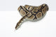 Ball Python in the Studio Wall Decal