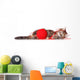 Kitten with Red Clew