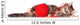 Kitten with Red Clew