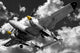 Lockheed P-38 Lightning Wall Mural
