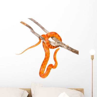 Creamsicle Corn Snake Elaphe Wall Decal shown on a wall