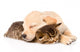 Golden Retriever Puppy Dog
