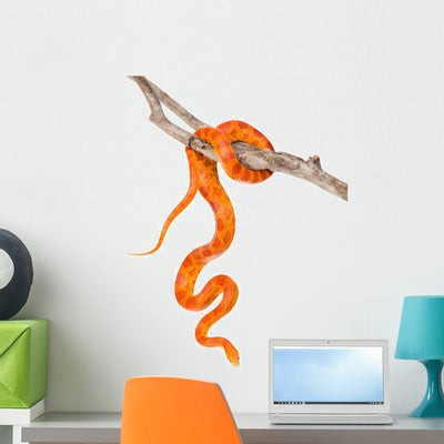 Creamsicle Corn Snake Dry shown on a wall