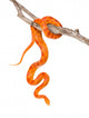 Creamsicle Corn Snake Dry