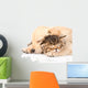Closeup Golden Retriever Puppy Dog Sleep with British Kitten. Is Wall Decal