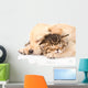 Closeup Golden Retriever Puppy Dog Sleep with British Kitten. Is Wall Decal
