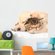 Closeup Golden Retriever Puppy Dog Sleep with British Kitten. Is Wall Decal