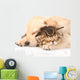 Closeup Golden Retriever Puppy Dog Sleep with British Kitten. Is Wall Decal