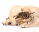 Closeup Golden Retriever Puppy Dog Sleep with British Kitten. Is Wall Decal