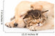 Closeup Golden Retriever Puppy Dog Sleep with British Kitten. Is Wall Decal