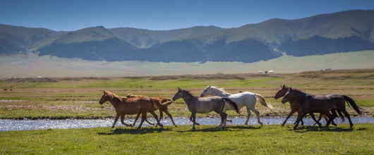 Horses Summer Pasture Wall Decal