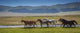 Horses Summer Pasture Wall Decal