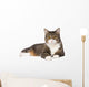 Gray Tabby Cat