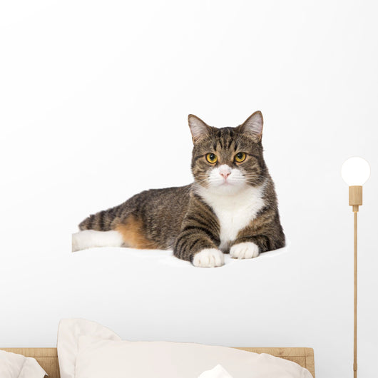 Gray Tabby Cat