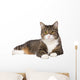 Gray Tabby Cat