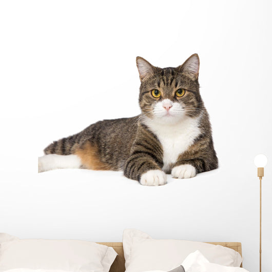 Gray Tabby Cat