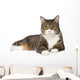 Gray Tabby Cat