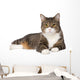 Gray Tabby Cat
