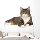 Gray Tabby Cat