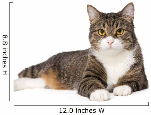 Gray Tabby Cat