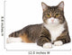 Gray Tabby Cat